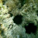 Image of purple sea urchin