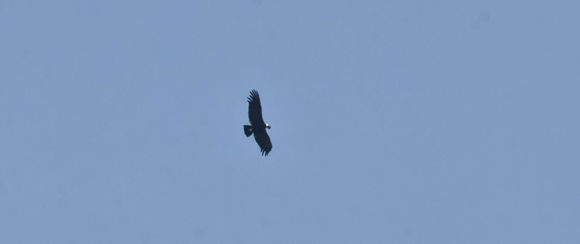 18.https www inaturalist org photos 1162951.580x360