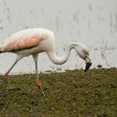 Image of Phoenicopterus chilensis Molina 1782