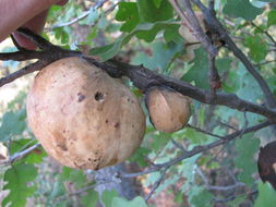 Image of California Gall Wasp