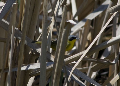 18.https www inaturalist org photos 1163243.580x360