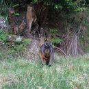 Image of swamp wallaby