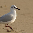 Image of Brown-hooded Gull
