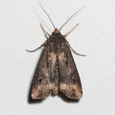 Image of Black cutworm
