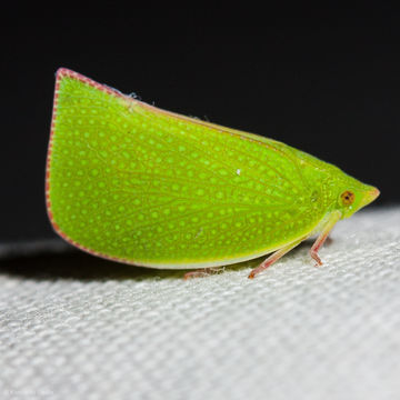 Image of Torpedo Bug