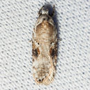 Image of Poison Hemlock Moth