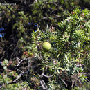 Image of <i>Juniperus oxycedrus</i>