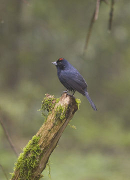 18.https www inaturalist org photos 1164221.580x360