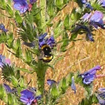 Image of Buff-tailed bumblebee