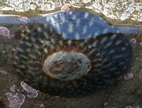 Image of plate limpet