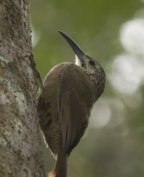 Image of White-throated Woodcreeper