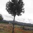 Image of <i>Pinus montezumae</i>