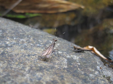 Image of Hapalopeza (Spilomantis) occipitalis Westwood 1889