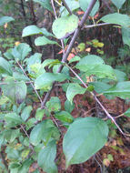 Image of <i>Rhamnus cathartica</i>