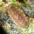Image of lined chiton