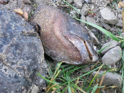18.https www inaturalist org photos 1168227.580x360