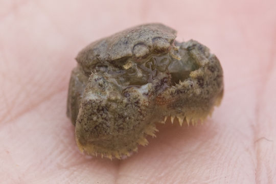 Image of furry crab