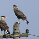 Image of Caracara plancus (Miller & JF 1777)