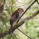 Image of Barred forest falcon
