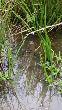 18.https www inaturalist org photos 1170318.580x360