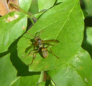 Image of Western Paper Wasp