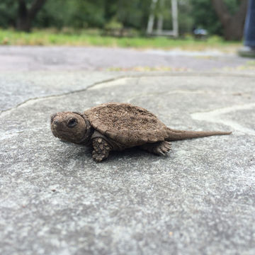 18.https www inaturalist org photos 1172718.580x360