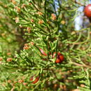 Image of <i>Juniperus phoenicea turbinata</i>