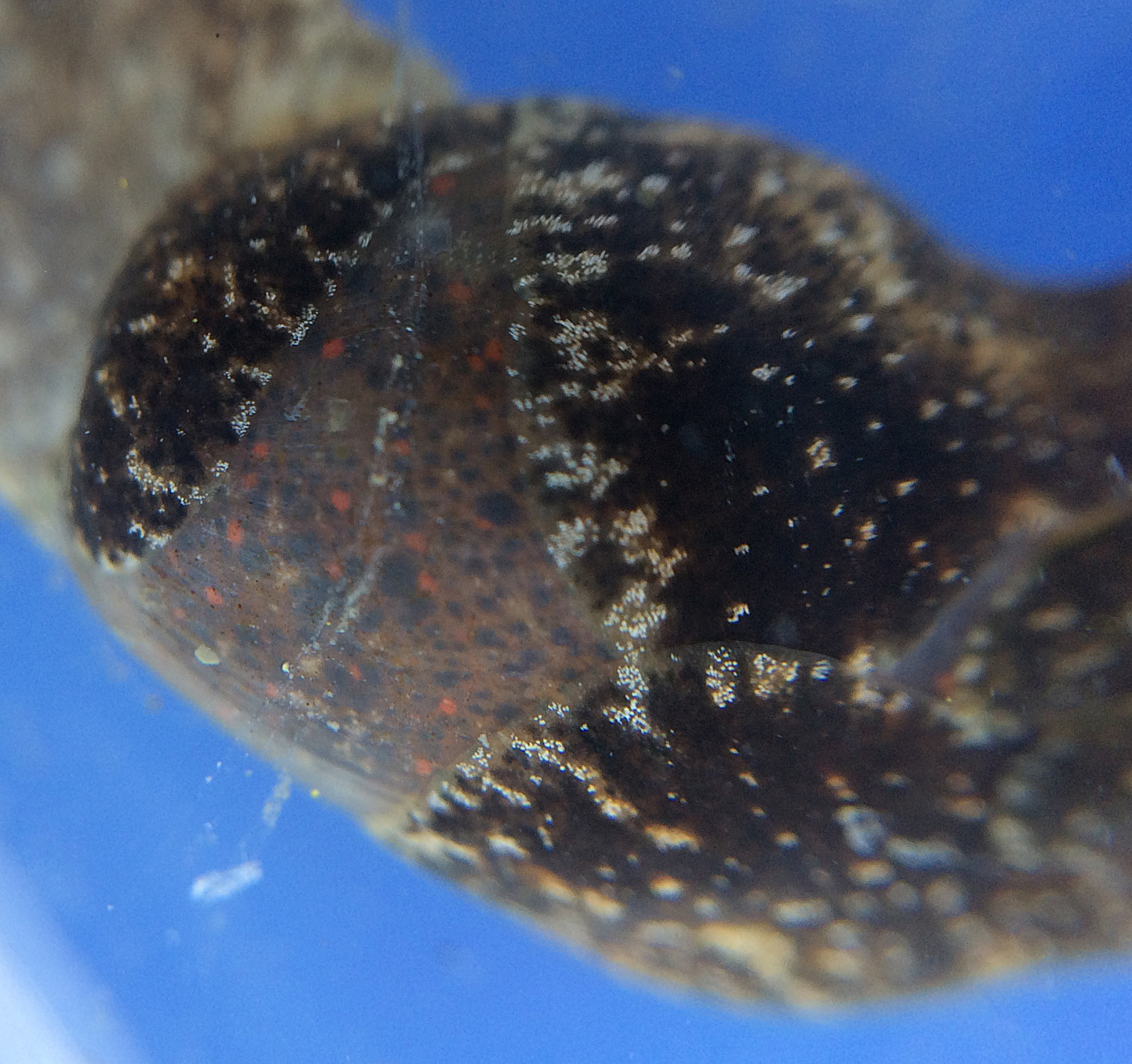 Image of Japanese bubble snail