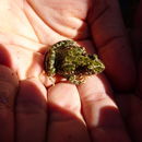 Image of Parsley Frog