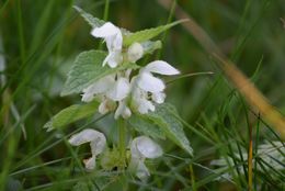 Image of <i>Lamium album</i>