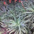 Image of <i>Aloe arborescens</i>