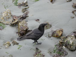 Image of Northwestern Crow