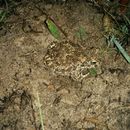 Image of Natterjack Toad