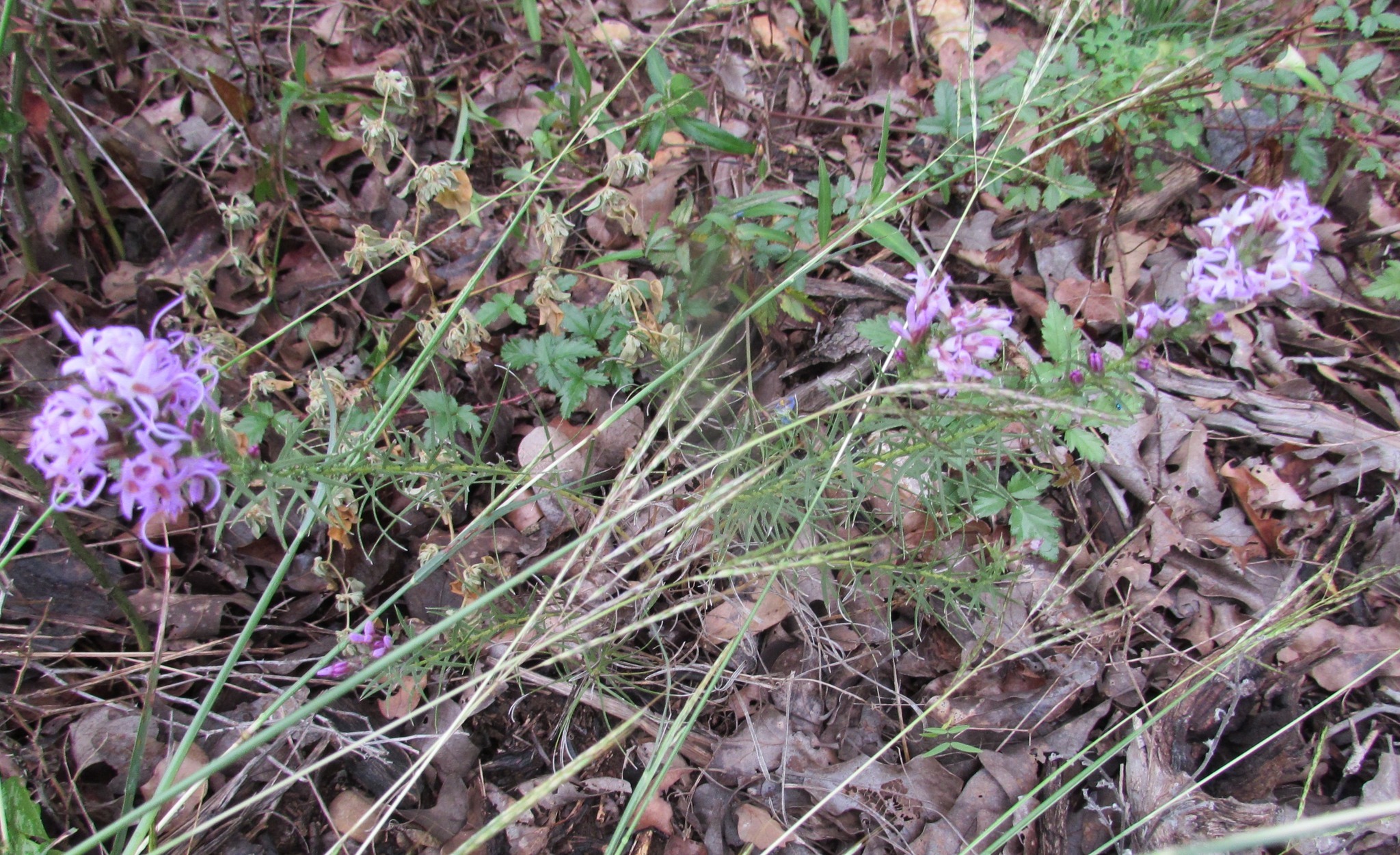 Image of <i>Liatris punctata mucronata</i>