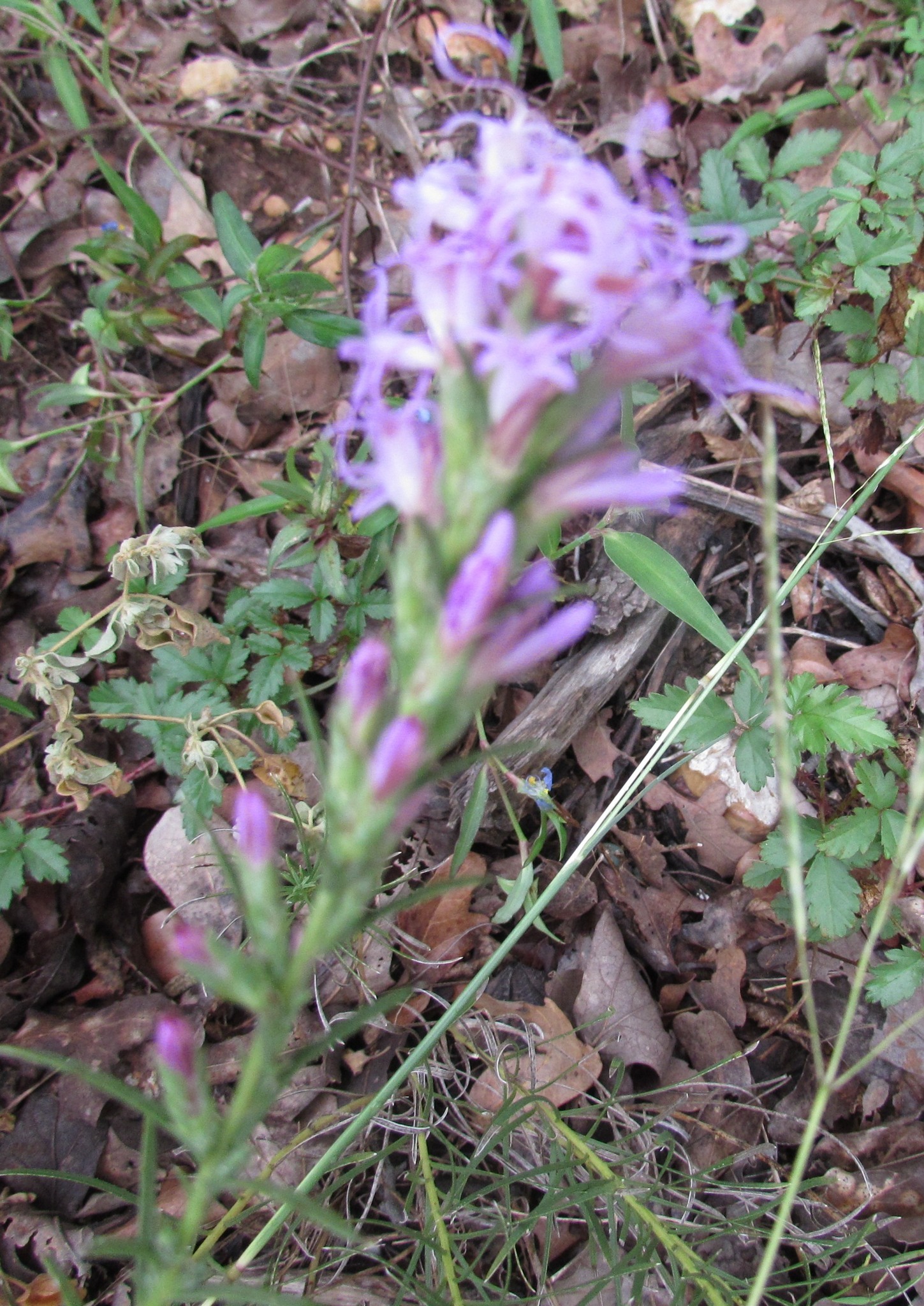 Image of <i>Liatris punctata mucronata</i>