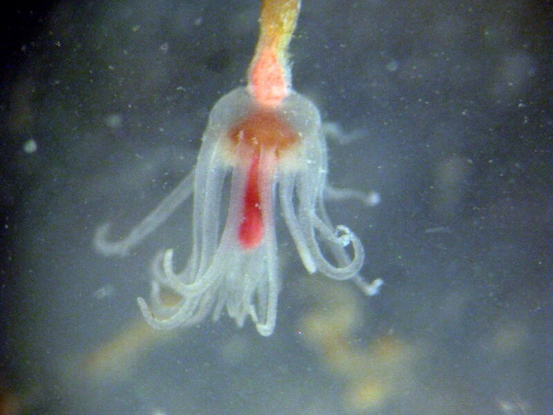 Image of Ectopleura crocea (Agassiz 1862)