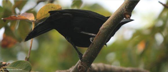 Image of Melodious Blackbird