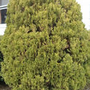 Image of <i>Platycladus orientalis</i>