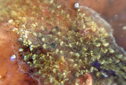 Image of Ascidian
