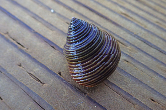 Image of blue topsnail
