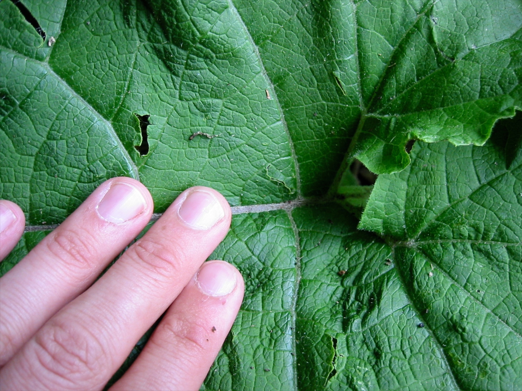 Image of <i>Arctium minus</i>