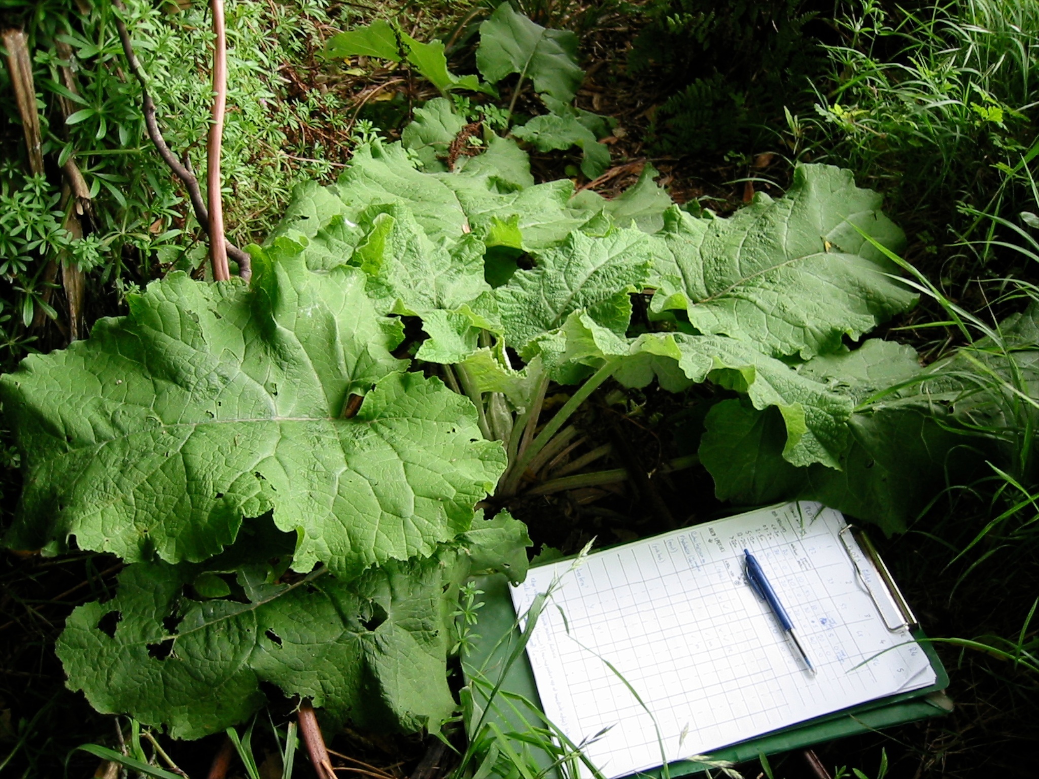 Image of <i>Arctium minus</i>