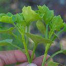 Image of <i>Senecio angulatus</i>