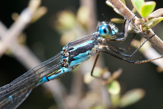 18.https www inaturalist org photos 1180981.580x360