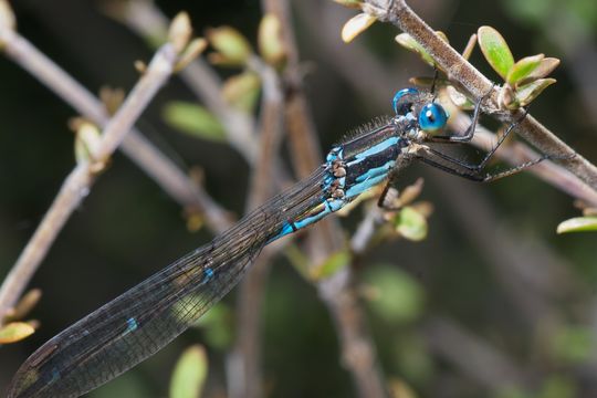 18.https www inaturalist org photos 1180982.580x360