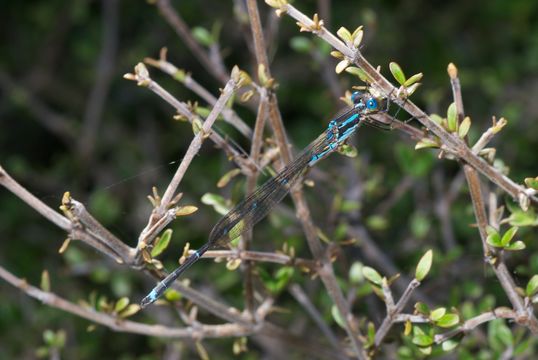 18.https www inaturalist org photos 1180983.580x360