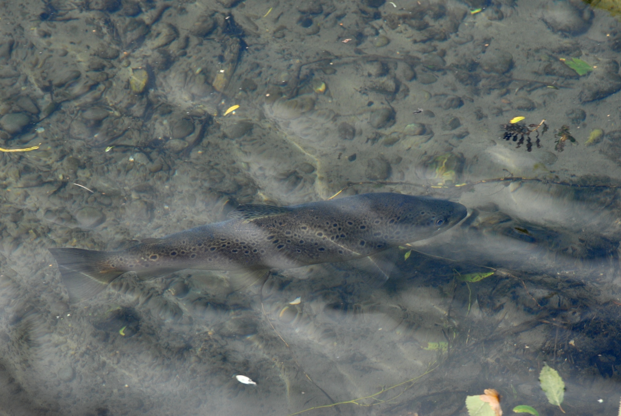 Image of Brown Trout and Sea Trout