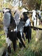 Image of Australian Magpie