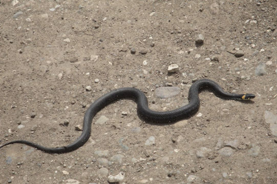Image of Grass Snake