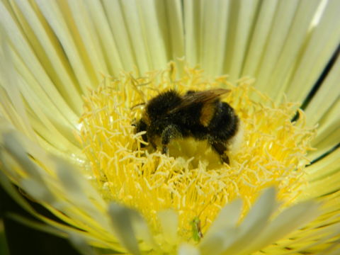 18.https www inaturalist org photos 1183900.580x360